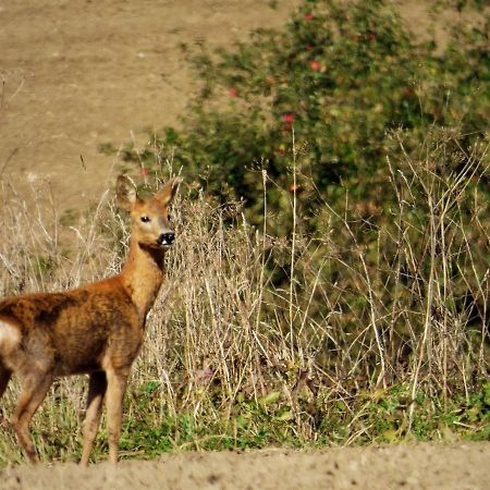 Rekreacne Zariadenie Chmelisko Pruzina Bagian luar foto